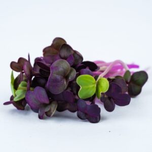 Micro Ravanelli Viola Demo